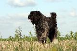 BOUVIER DES FLANDRES 213